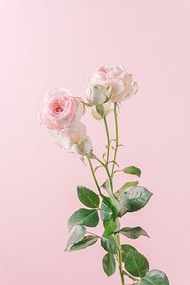 ベイビーカメレオン