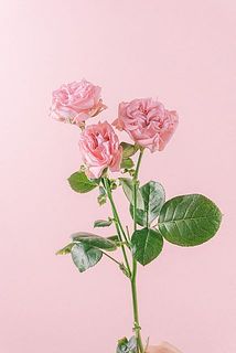 ジェントルフロウ