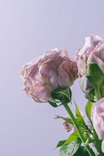 紫色のバラは繊細なので、外側が変色しやすいです。気になる箇所は優しく手で外して飾ってください。