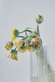 ガーベラはつぼみの状態だと小さいですが、ここから日に日に大きく咲き開きます。クネクネとした動きも楽しんで。