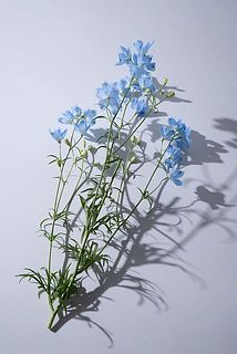 40cmほどにカットしてお届けしています。