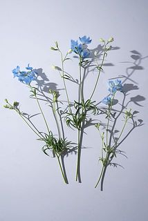 カットした際に出る短い枝もそのまま一緒にお届け。小さいグラスに飾るとかわいいのでおすすめ。