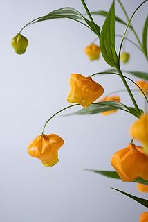 ベルのようなお花がかわいい🔔