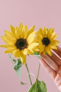 ヒマワリの品種はおまかせになります。