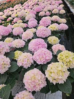 今年はピンク色に色づきました🦄