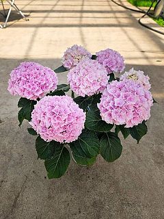 お届けイメージ