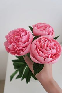 開花途中の様子。