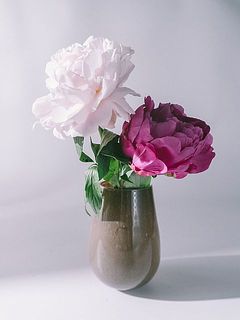 今の時期はシャクヤクがおすすめ。