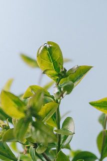 一部、葉が傷ついていたり茶色く変色している場合がございます。