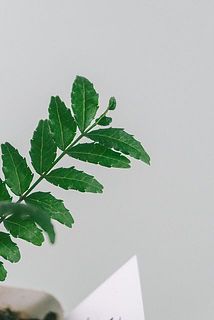 一部、葉が傷ついていたり茶色く変色している場合がございます。