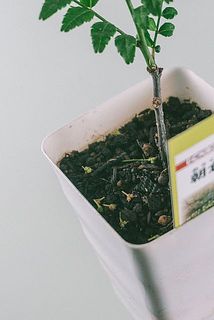 配送中の揺れで実が落ちてしまう場合がございます。