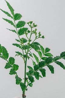 実がついていることも💕