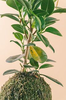 一部、葉が黄色く変色している場合がございます。