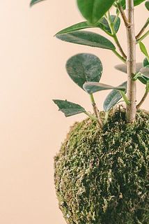 葉が破れている場合がございます。