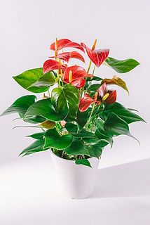 花付きや大きさには個体差がございます。