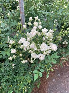 ホワイトウッズ生育の様子