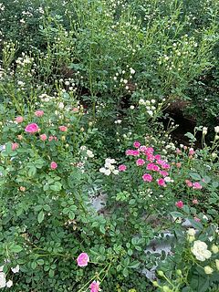 静岡市のバラ園での生育の様子