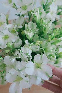 開花してくると、また違った印象に✨