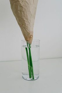 水揚げにもおすすめ。