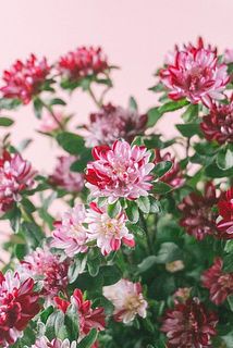 色味には個体差があります。