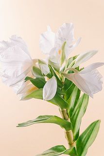 蕾がついていることも。