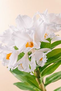 ふんわり香ります🫧