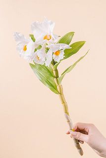 花付きには個体差がございます。