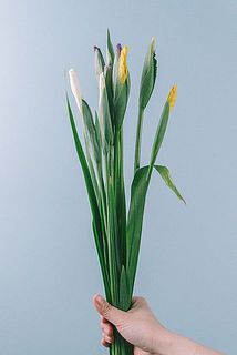 色合いには個体差があります。濃いめの色が入る可能性も。