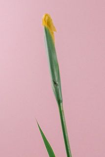 花に傷がある場合がございます。