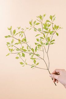 枝ぶりには個体差がございます。