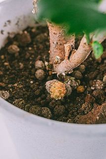 実は落ちてしまうことがございます。