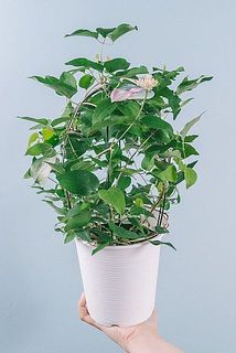 花付きや大きさには個体差がございます。