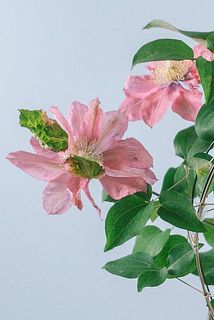 奇形の花びらがある場合がございます。