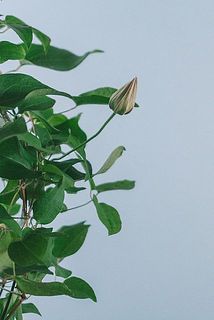 蕾がいることも💕