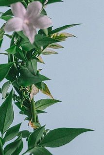 一部、葉や花びらが茶色く変色している場合がございます。