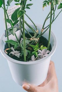 配送中の揺れで花が落ちてしまう場合がございます。