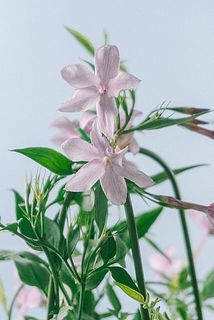 ふんわりピンク色💕