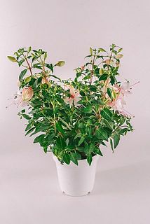 花付きや大きさには個体差がございます。