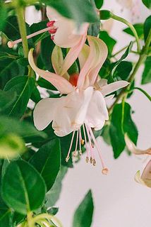 傷や茶色く変色している花びらがある場合がございます。