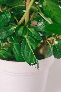 一部、葉が傷ついている場合がございます。