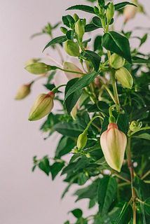 蕾もたくさん😍