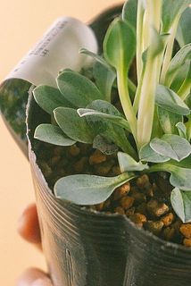 葉が黄色や、茶色に変色している場合がございます。