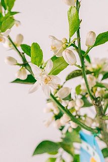 開花しているものもございます。