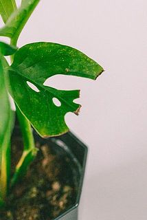 一部、葉が傷ついている場合がございます。