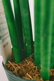 一部、傷がある場合がございます。