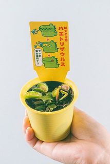 形には個体差があります。