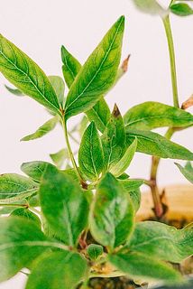 一部、葉が黒く変色している場合がございます。