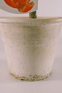 鉢が汚れている場合がございます。気になる方は優しく拭き取ってください。