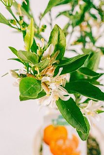 葉や花が茶色く変色している場合がございます。