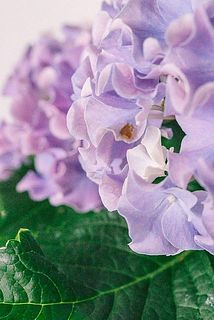 一部、葉が茶色く変色している場合がございます。